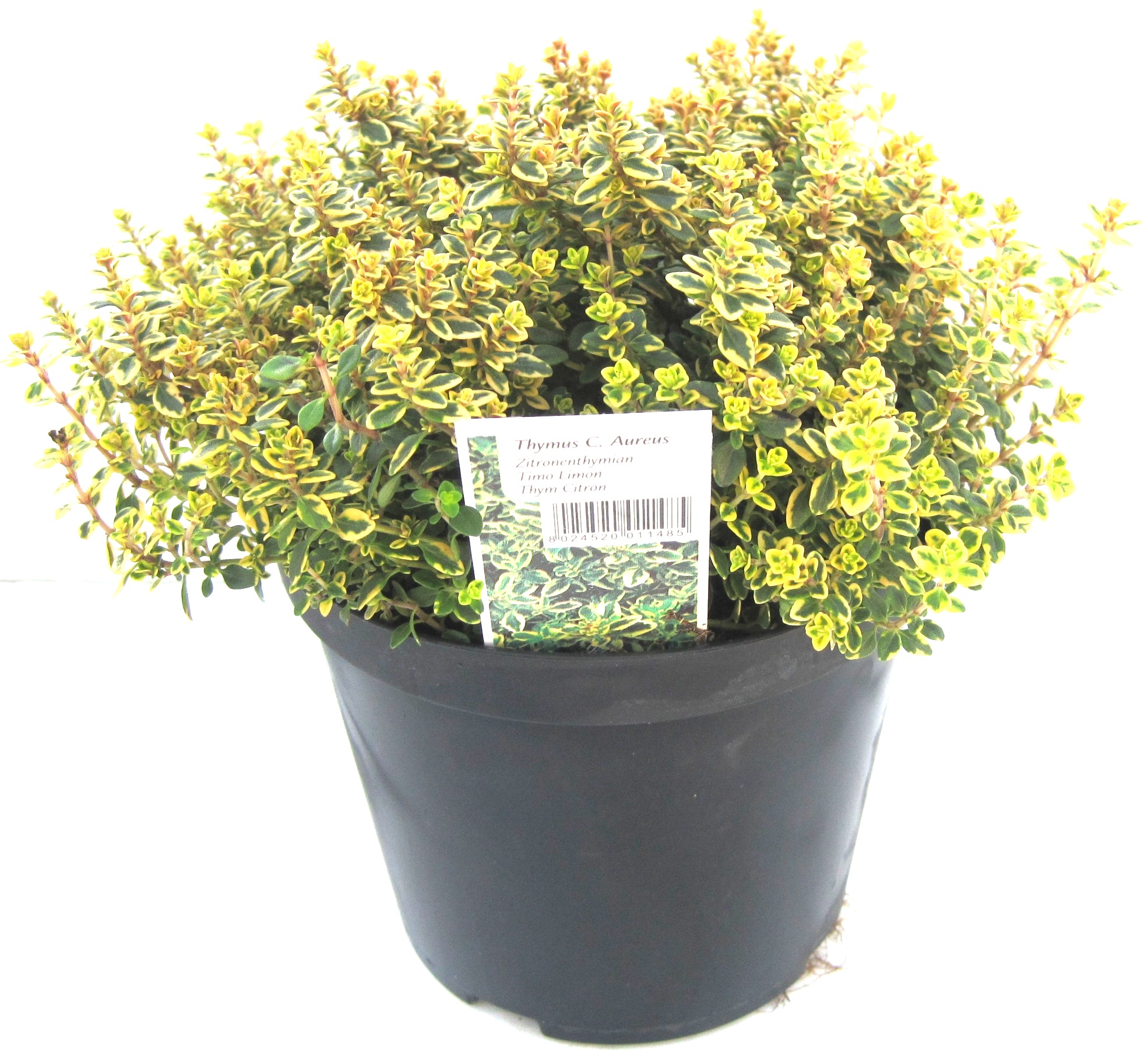 ITALIAN THYME AUREUS Herbs Grow Your Own Windy Ridge